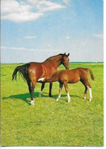 Postales: Caballos. Yegua y potro mamando” Moderna postal fotográfica Alemana. 10,5 x 15 cms.